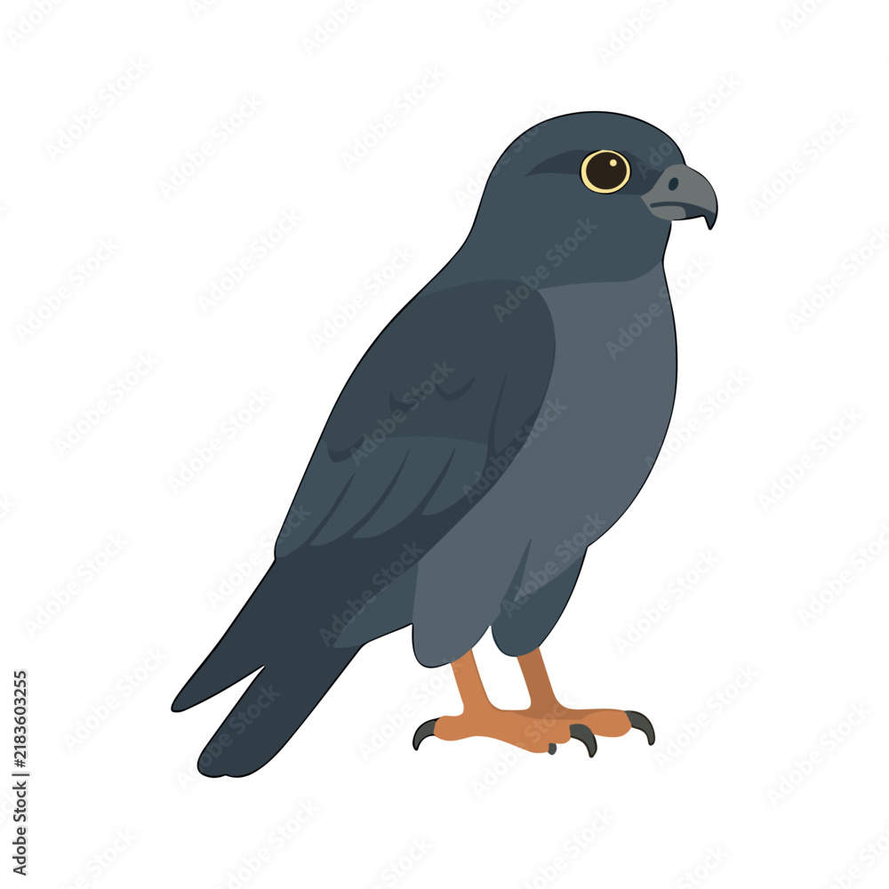 Fototapeta premium Cartoon Falcon Bird