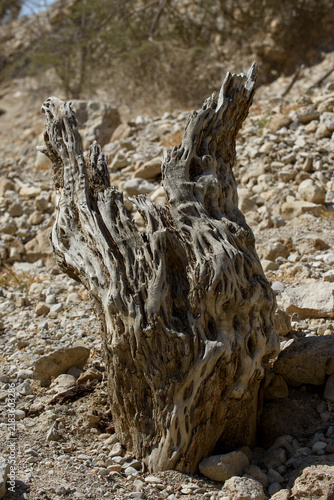 Konstfotografi Aged, wooden, textured olive tree stump in the rock and dirt terrain of the Judean Desert