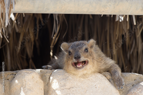 Quadro su tela Closeup of a rock hyrax (procavia capensis), also called dassies or conies, with open mouth and exposed teeth