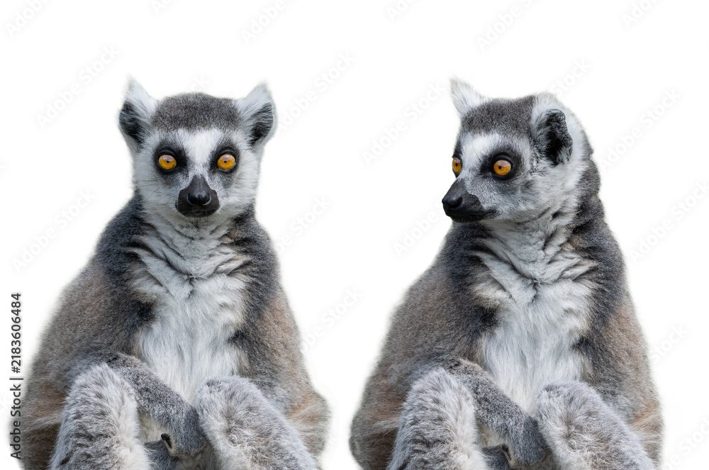 Obraz premium Two ring tailed lemurs isolated on white background