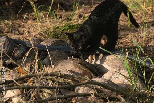 Obraz na płótnie Sleek black cat prowling and scratching claws on dry coconut husks in sunny outd