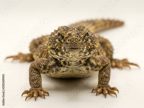 Close up of a spiny lizard isolated on white background