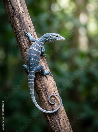 Small monitor lizard climbing on a tree trunk in a tropical forest environment.