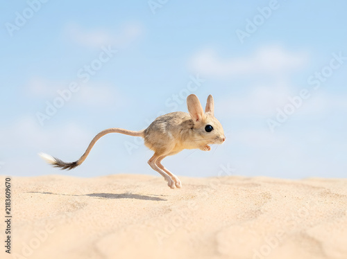 Lesser Egyptian Jerboa jumping in the desert sand dunes