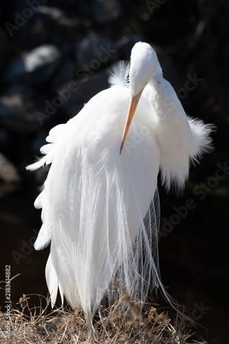 An Egret Preening itself in South Carolina