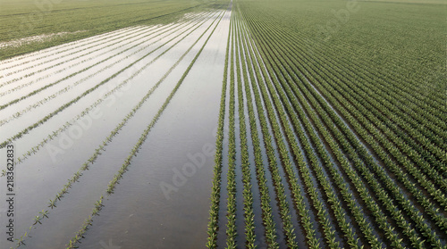 Flooded farmland and dry unaffected fields of healthy plants showing agricultural contrast and waterlogged crop rows