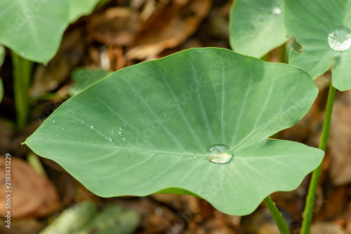 Obraz na płótnie a fresh taro leaf, scientifically known as Colocasia esculenta, holding a clear raindrop on its hydrophobic green surface, showing tropical foliage texture after rain