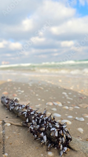 Fotografie Marine debris covered with shells washed ashore on sandy beach
