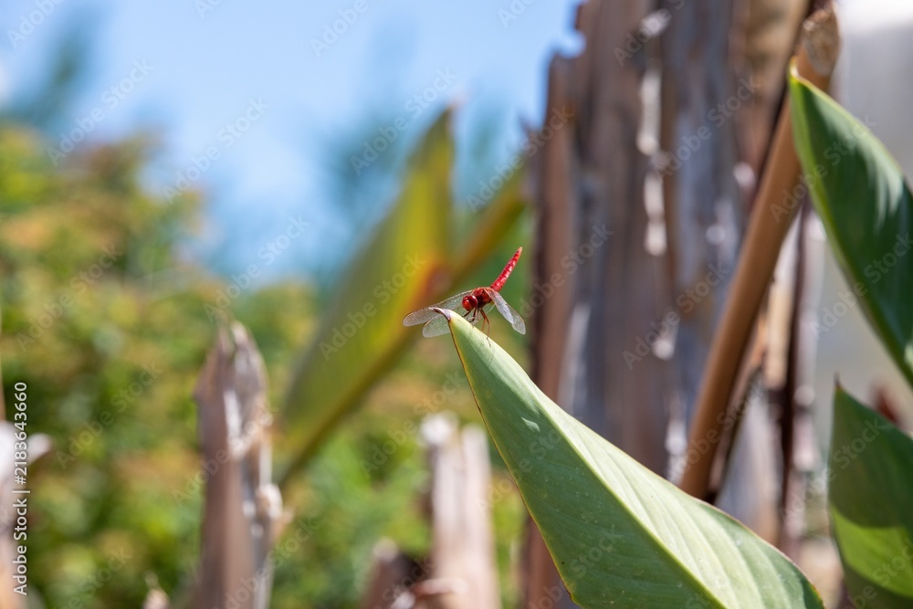 Obraz premium Red dragonfly perched on a green leaf