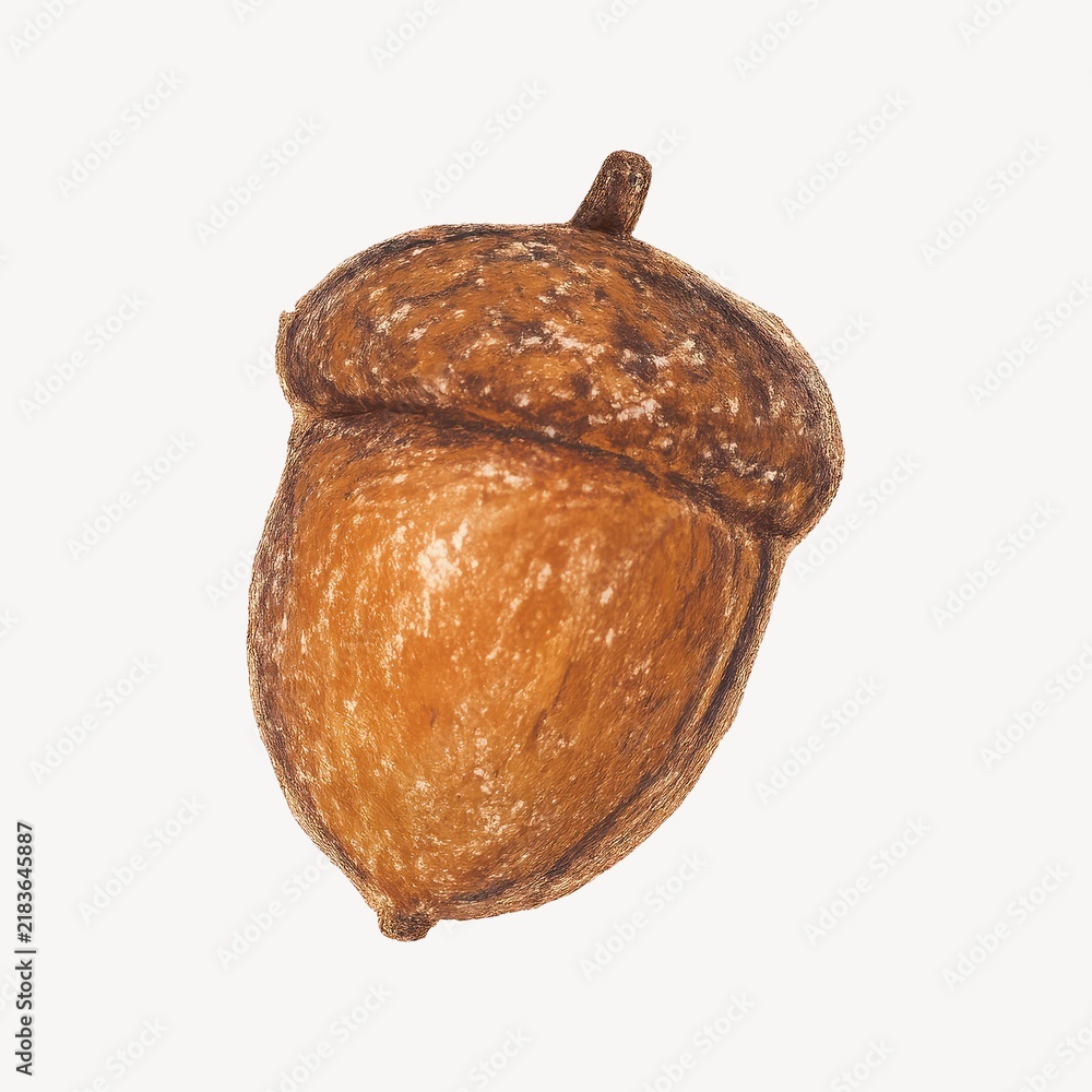 Obraz premium Detailed acorn illustration on white.