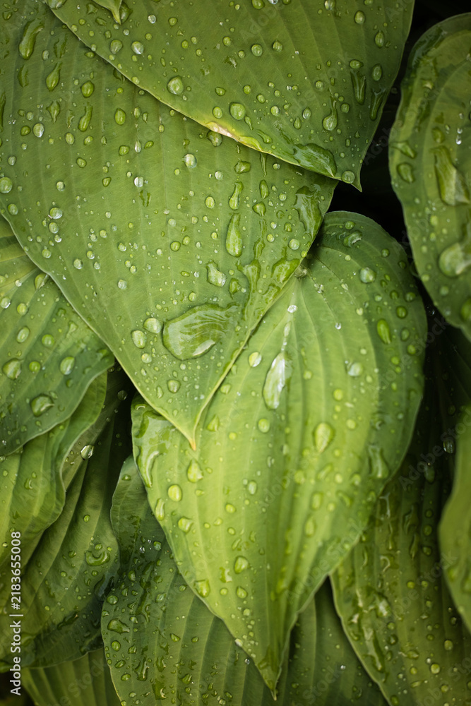Obraz premium Raindrops on a green plant leaf, the concept of freshness and naturalness 