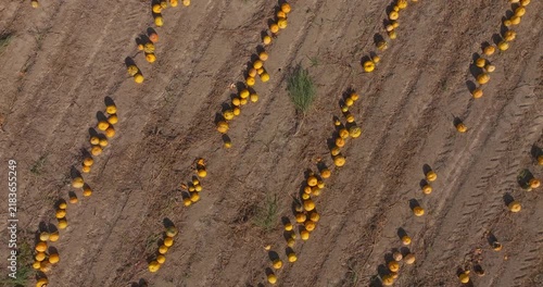 Aerial View of Rows of Pumpkins in an Agricultural Field