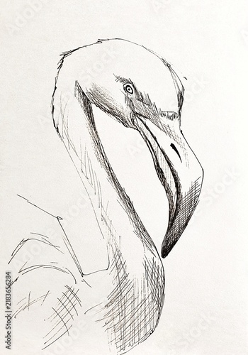 Hand drawn ink sketch of a flamingo 