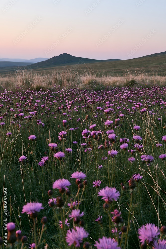 Obraz premium Knapweed blooming in a meadow at sunset