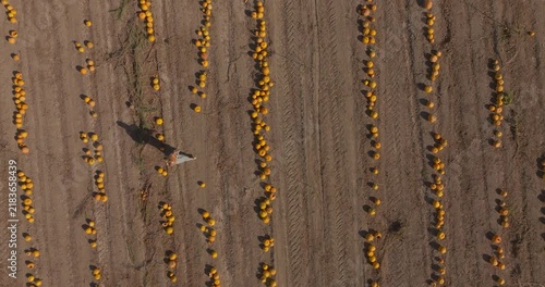 Aerial View of a Woman Walking Among Rows of Pumpkins in an Agricultural Field