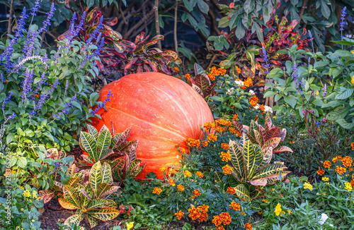 Pumpkin in a garden in Fall. 