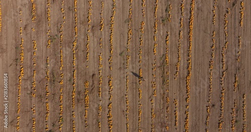 Aerial View of a Woman Walking Among Rows of Pumpkins in an Agricultural Field