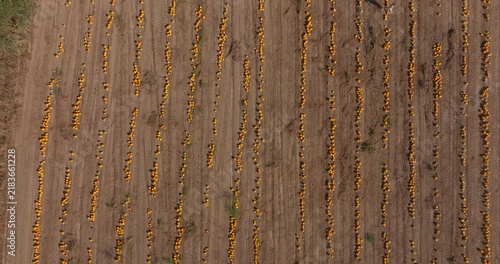 Aerial View of Rows of Pumpkins in an Agricultural Field