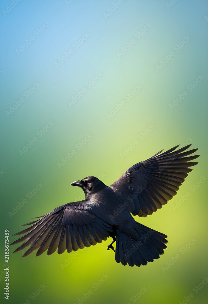 Obraz premium Freedom and nature concept, black crow flying with wings spread in the sky, wildlife photography of a bird in flight with soft green background