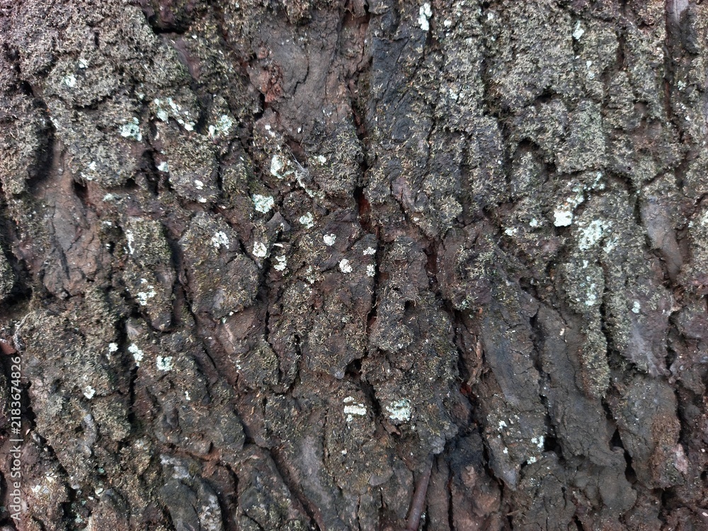 Fototapeta premium Close-up of Tree Bark Texture with Moss Pattern