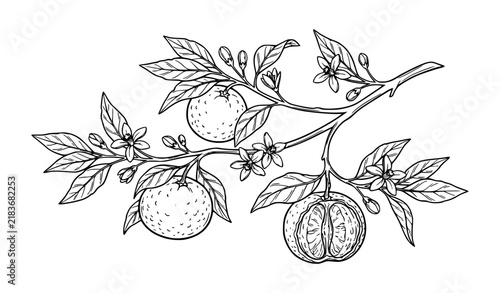 Obraz na płótnie mandarin, tangerine, citrus, fruit, branch, leaves, foliage, blossom, flowers, b