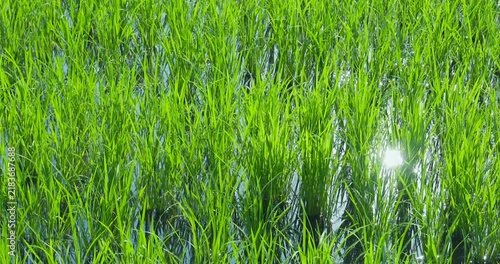 青々とした水田と田園風景