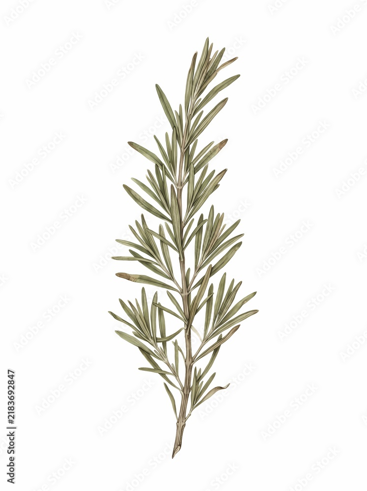 Obraz premium Pressed rosemary sprig illustration featuring a dried herbal branch with detailed leaves isolated on a white background for botanical art