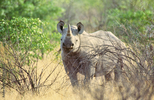 Foto african rhinoceros looks curiously 214