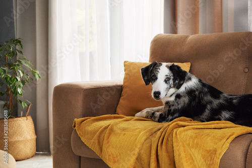 Obraz na płótnie Mixed breed dog lies quietly on a brown couch covered with a yellow throw