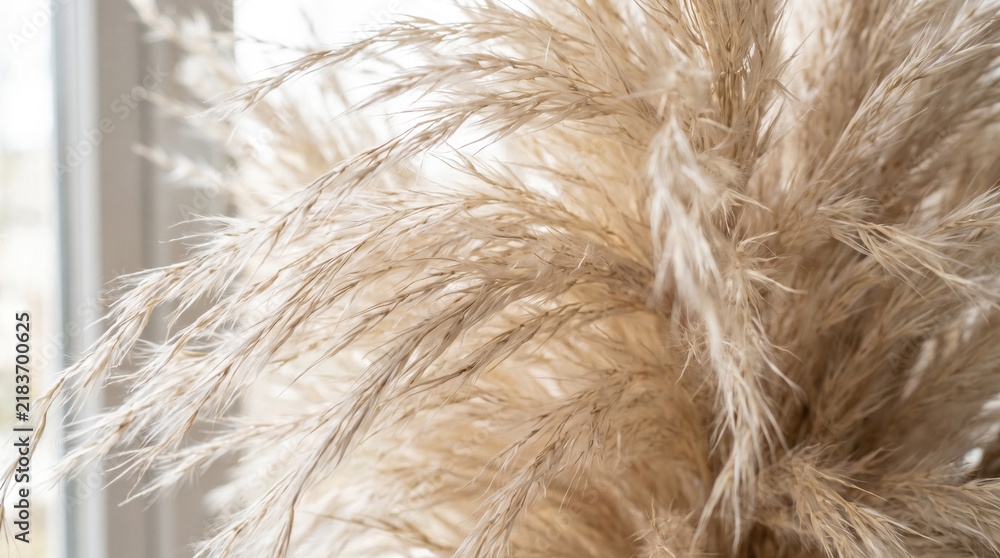Fototapeta premium Pampas grass close-up in a bright indoor setting 
