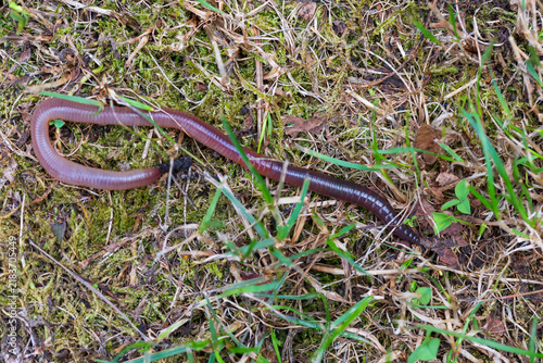 Useful Earthworm in the Nature 