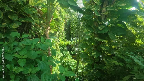 Centered perspective shows symmetrical columns of glossy variegated pothos and heart-shaped philodendron leaves framing narrow sunlit gap, with tropical, greenhouse, foliage, leafy detail