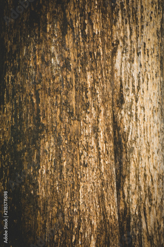 Teak bark background and texture
