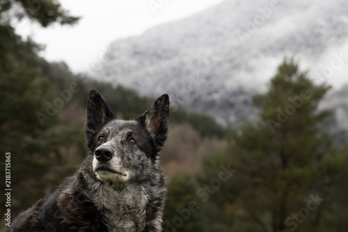 Bild auf Leinwand Blue Heeler Dog Portrait with Snow-Dusted Mountain and Pine Fore