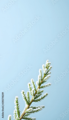 Minimal Evergreen Branch Against a Pale Blue Winter Background