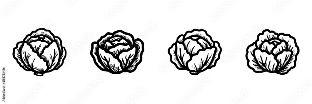 Obraz premium Cabbage Vegetables Hand Drawn Doodle Icon Set. Fresh Garden Plant Sketch Symbol Collection. Organic Farming And Healthy Food Industry. Isolated Vector Illustration