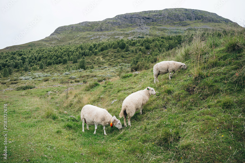 Fototapeta premium Three White Sheep Grazing on Green Hillside. Three sheep graze on a grassy slope with a rocky mountain and forest background.