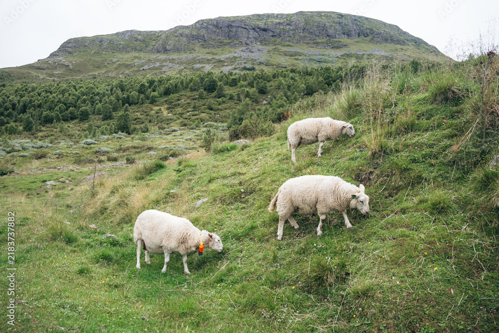 Fototapeta premium Three white sheep grazing on a grassy hillside with a rocky mountain and forest in the background.