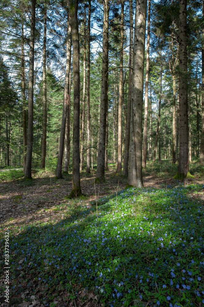 Obraz premium Spring Forest with Blooming Blue Flowers and Sunlight in Woodland
