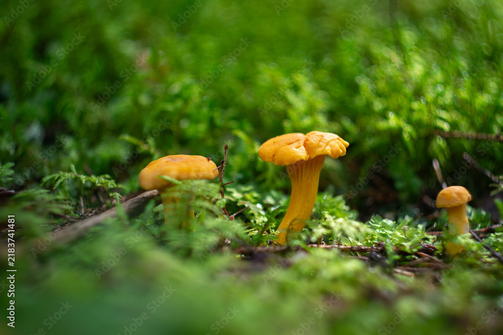 Fototapeta premium Golden Chanterelle Mushrooms in Wild Moss