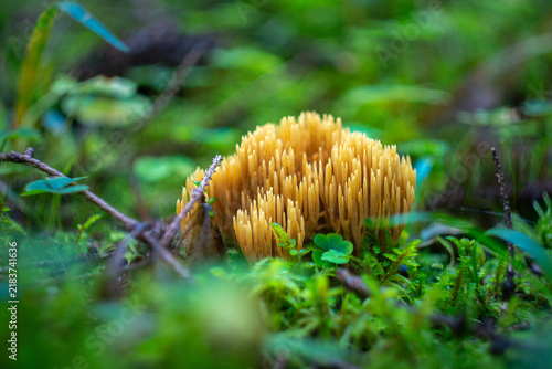 Coral Mushroom Close Up in Summer Forest