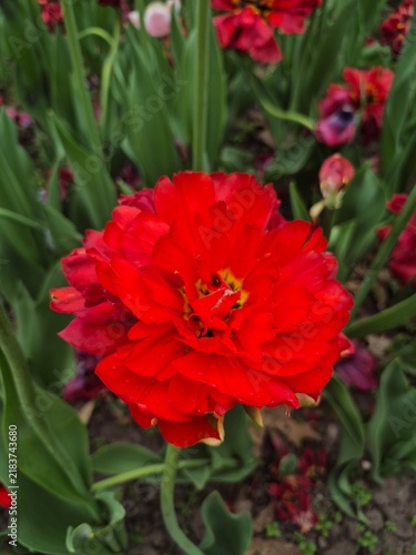 Foto A close-up of ruffled red tulip in the garden.