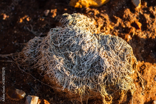 Принти на полотні Tangled heap of frayed textile fibers and weathered strings resting on a rough s