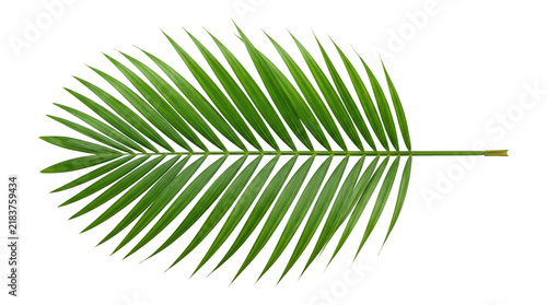 Cuadro en lienzo Green palm frond leaf isolated on transparent background