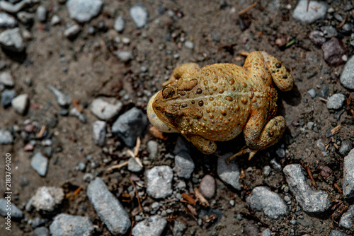 Photography Bumpy brown toad inflates its vocal sac in an overhead close-up, revealing a striking biological display associated with mating communication and amphibian behavior