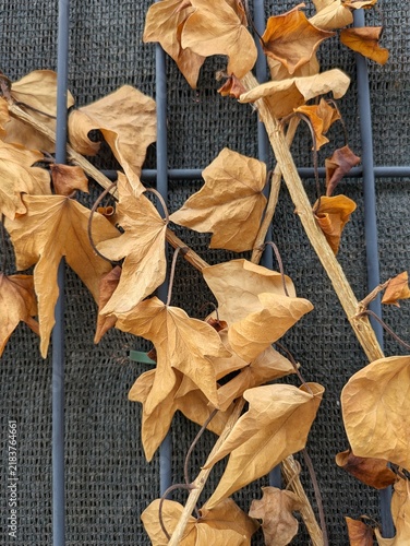 Tiempo de otoño. Vista de cerca de unas hojas y tallos de hiedra seca de color marrón, sujetos a unos barrotes de metal de una reja con una malla textil oscura por detrás 