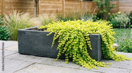 A green plant in a concrete planter on a stone patio.