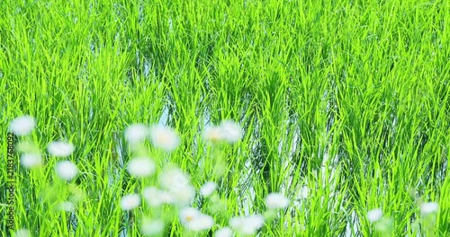 青々とした水田と田園風景
