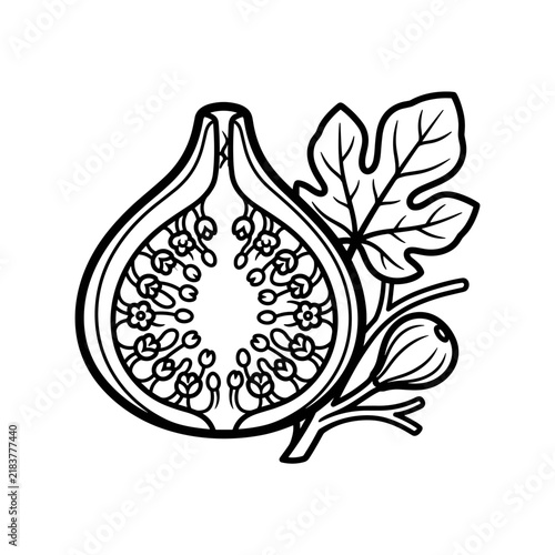 Line Art Illustration of a Fresh Fig Fruit and Leaf.