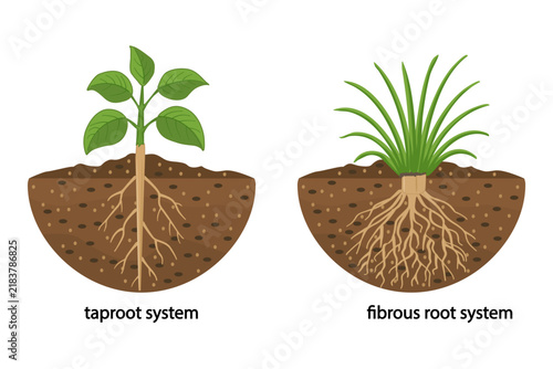 Taproot and fibrous root system plant example comparison educational plant part description with main large central root and thin branching system, biology explanation handout, vector illustration